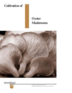 Oyster Mushroom