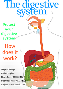 Digestive System