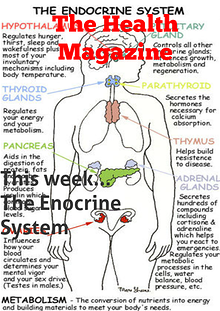 Endocrine system