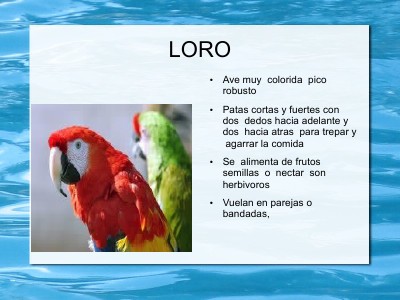 Enciclopedia de Animales Diciembre 2012