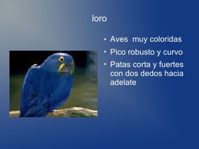 Enciclopedia de Animales Diciembre 2012