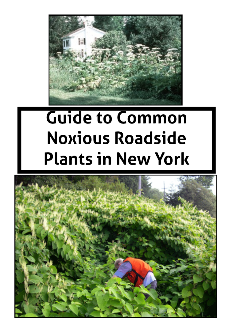 Guide to Common Noxious Roadside Plants in New York