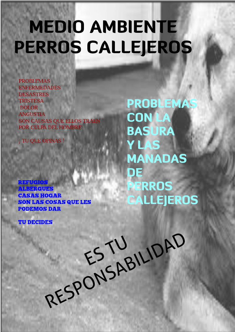 dogs perros callejeros