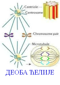 ћелија деоба ћелије