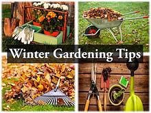 Winter Gardening Tips