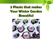 5 Plants that makes Your Winter Garden Beautiful