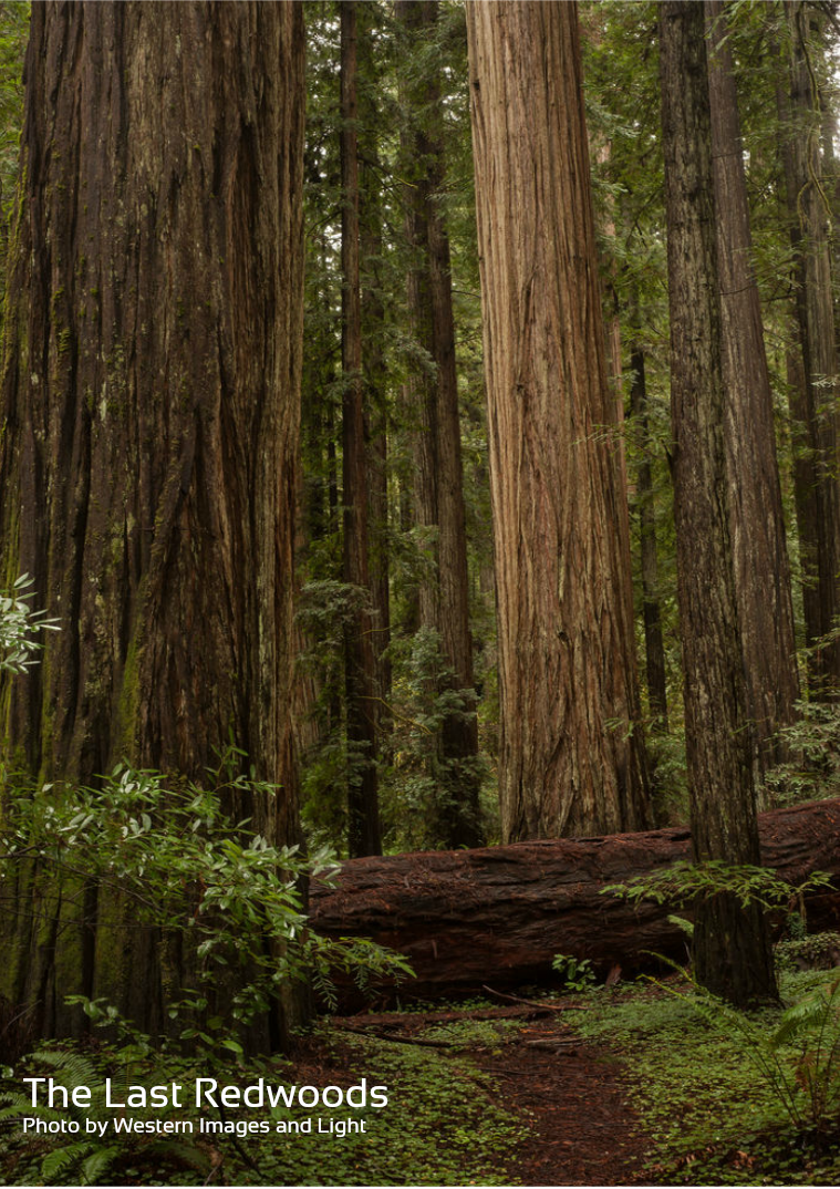 The Last Redwoods 1