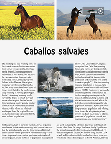 Caballos