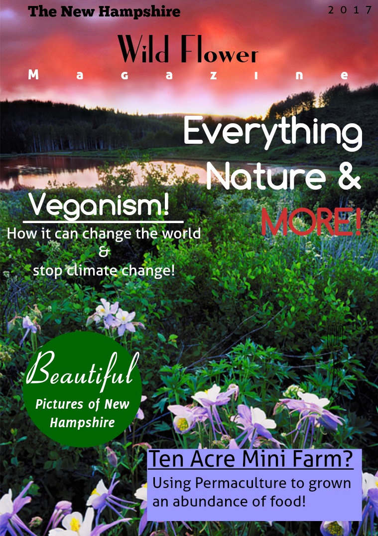 Nature New Hampshire Wildflower Magazine