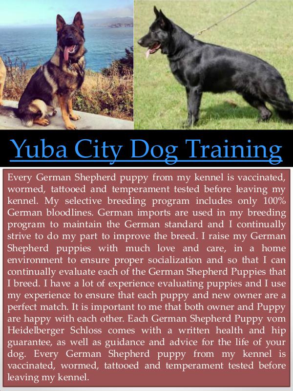 Yuba City Dog Training