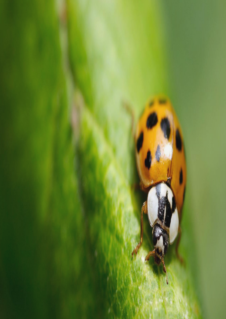 La Naturaleza Desde La Tic La Naturaleza