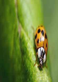 La Naturaleza Desde La Tic