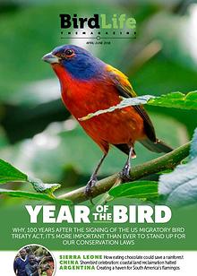 BirdLife: The Magazine