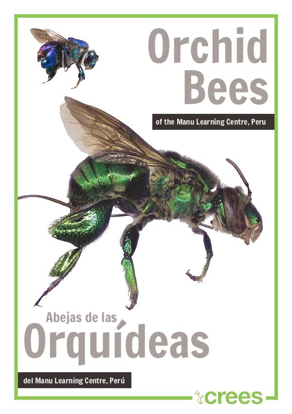 Crees Foundation - Orquid Bee Guide of Manu Learning Centre. orchid-bee-guide Crees Foundation