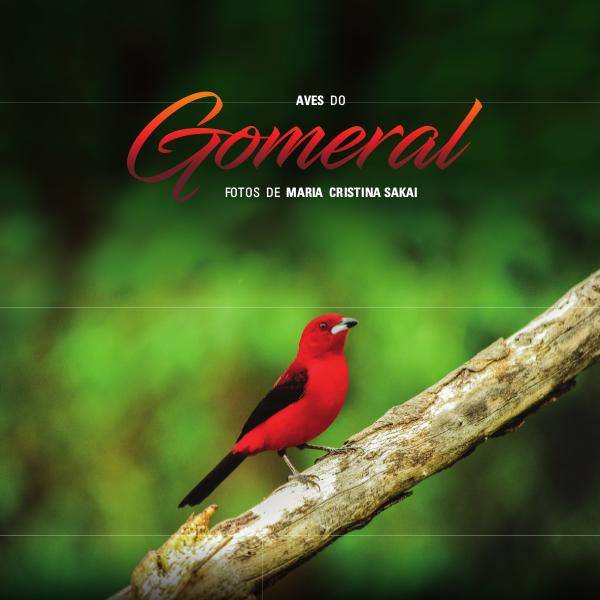 Aves do Gomeral Album Gomeral_Sakai2