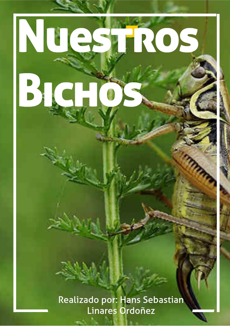 Nuestros Bichos I