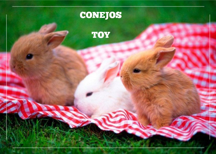 conejos toy conjillos