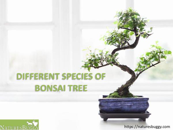 Different Species of Bonsai Tree