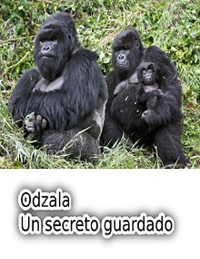 Odzala un secreto guardado.