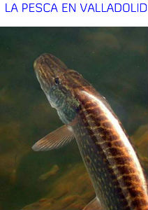 La pesca en Valladolid La pesca en Valladolid